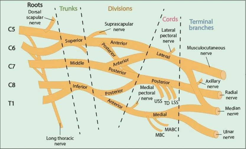 Brachial plexus anatomy — roots (C5–T1), trunks, divisions, cords and terminal branches including axillary, radial, median and ulnar nerves
